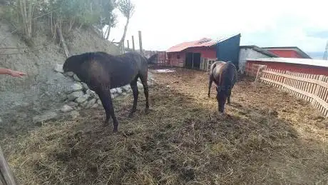 Tenuta Peluso Ranch