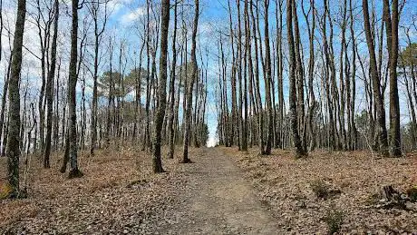 Forêt de Bouconne