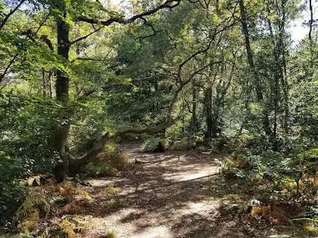 Hodgemoor Woods