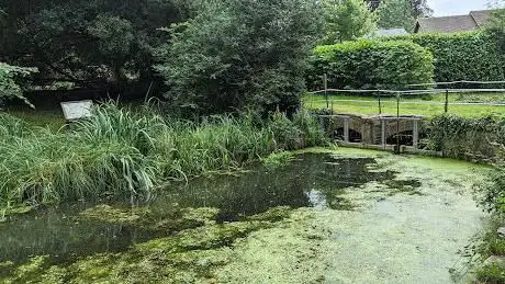 Horsington Wildlife Pond