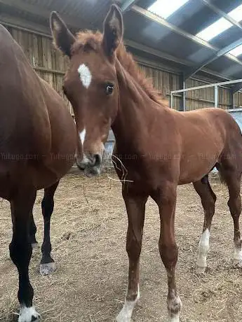 trelowthas sport horses