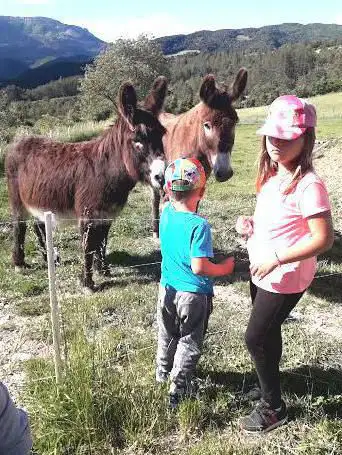 Les âneries du désert/Camping Ã  la ferme