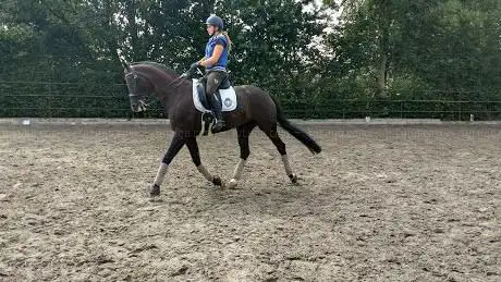 Hippisch Centrum Bosscherhof