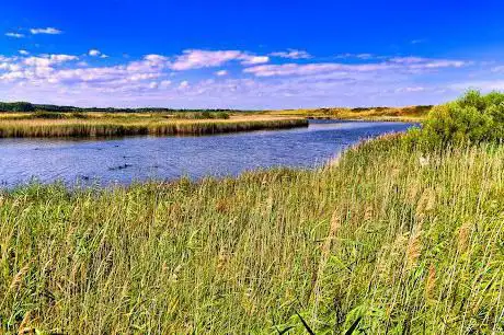 Norfolk Ornithologists Association