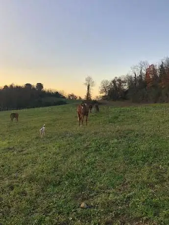 SZJ Arabians Chiara allevamento ed addestramento cavalli purosangue arabi - Maneggio - Trekking e Passeggiate a cavallo