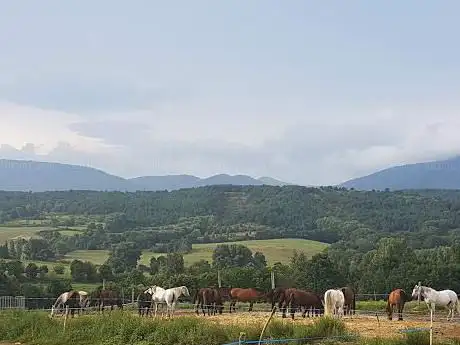 Cavalls de Cerdanya