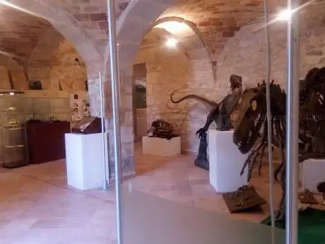 Museo dei Fossili e delle Ambre