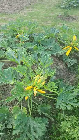 Fédération Nationale Des Jardins Familiaux Et Collectifs