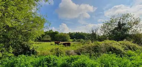 Watercress Meadows