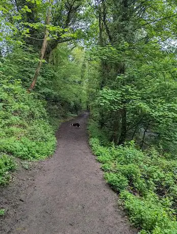 The Dingle Community Woodland