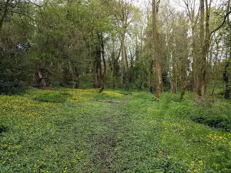 Bluebell Wood