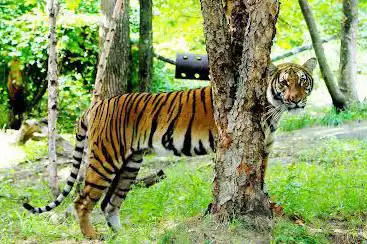 Tiger Mountain at Bronx Zoo