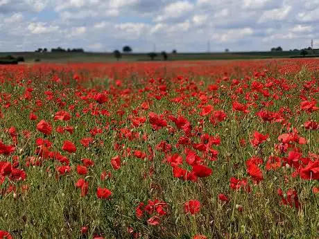 Poppy field