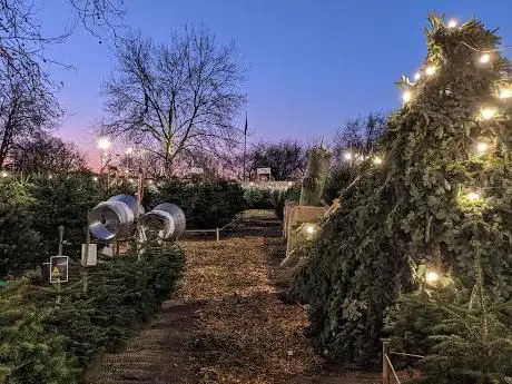 Christmas Trees Pop-up Forest