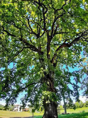 Albero Monumentale protetto della Regione Veneto - Farnia 400 anni