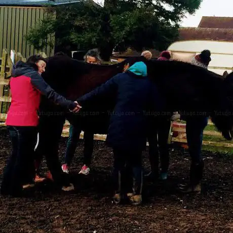 Horse Assisted Therapy