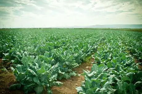 Compagnia Agricola Italiana San Martino In Pensilis