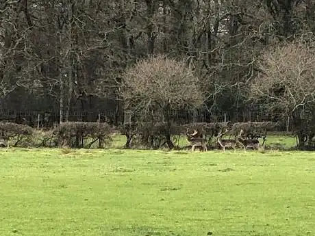 Stag Park