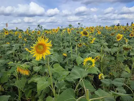 Samâ€™s Sunflower fields