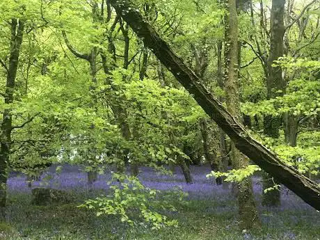 Wenallt forest