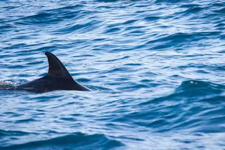 Pevea Fishing Charter - Cinqueterre Boat Tour. and levanto trip