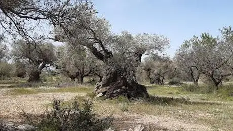 Àrea d'Oliveres milÂ·lenÃ ries de la Sénia