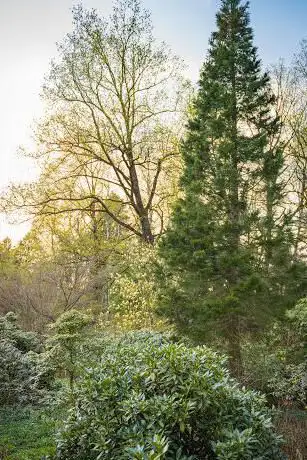 Redwood Monuments Switzerland