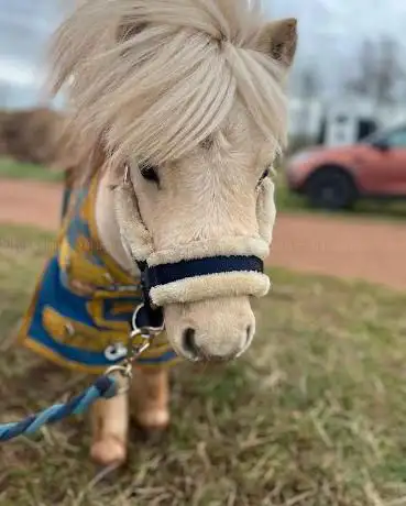 The Pony Party