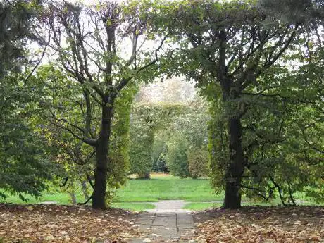 The Tree Cathedral