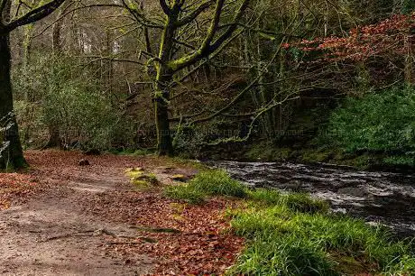 Longtimber Woods