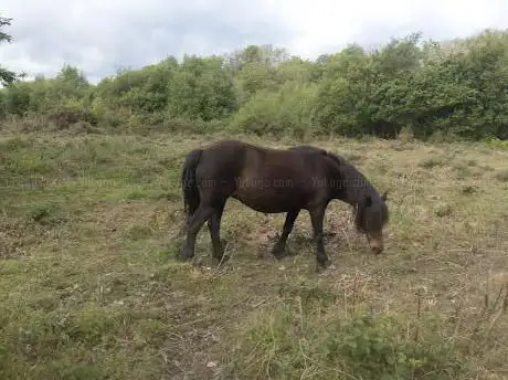 Ventongimps Moor