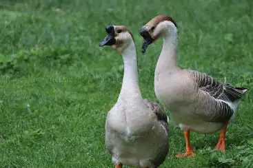 parc animalier des Vernaux