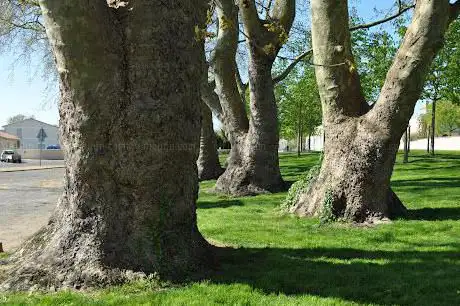 Alignement de platanes d'orient