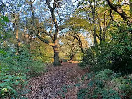 Jones Wood