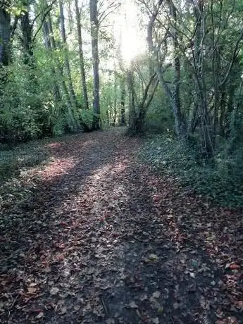 Thatcham Woodland  The Plantation & Fishponds