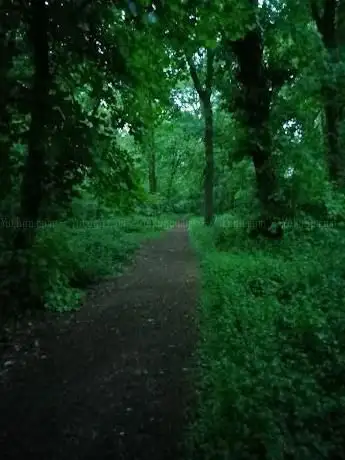 Ten Shilling Wood