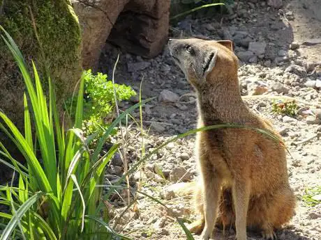 Yellow Mongooses