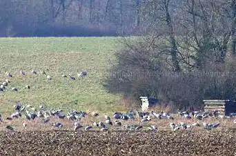 Ferme aux grues