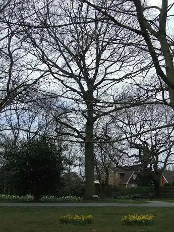 Silver Jubilee Tree