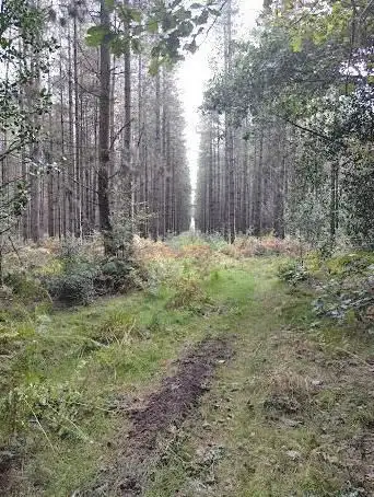 Thetford Forest Park