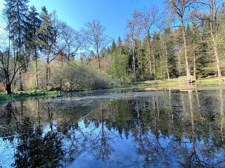 Waldweiher Maas