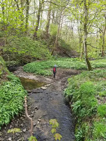 Stoneycliffe Wood nature reserve