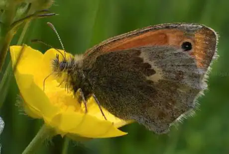 Tortoiseshell Wood and Porter's Lodge Meadows