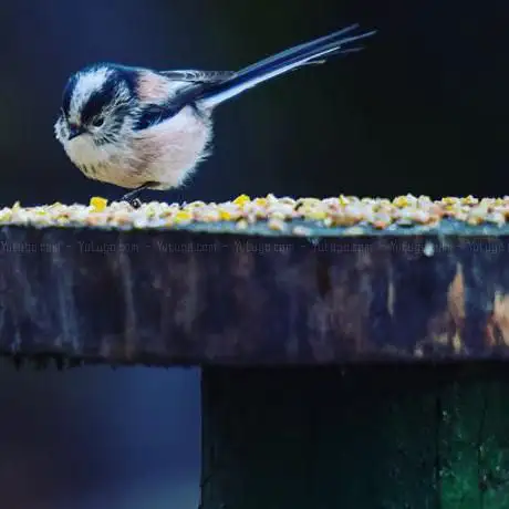 Bunting Hide