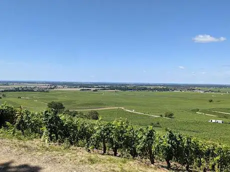 Coin Pique Nique au cÅ“ur des Grands Crus