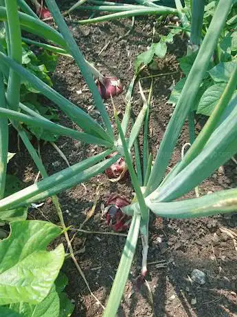 Stacksteads Allotment Society