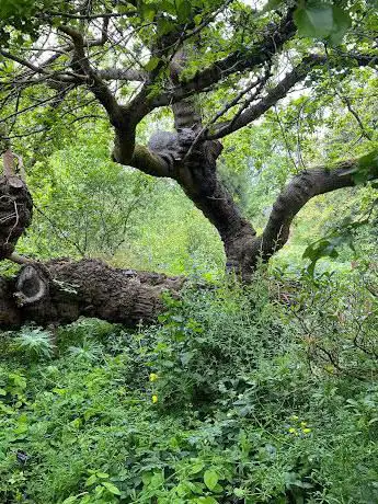 Cheshire Cat Statue