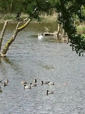 RSPB Sherwood Forest and Budby South Forest