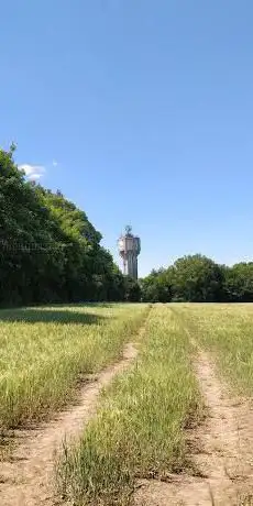 Skitteridge Wood