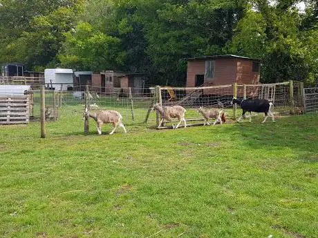 Red George Animal And Landbase Studies